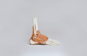 脚の模型